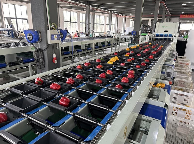 images/1691394753519green pepper sorting  machine.jpg